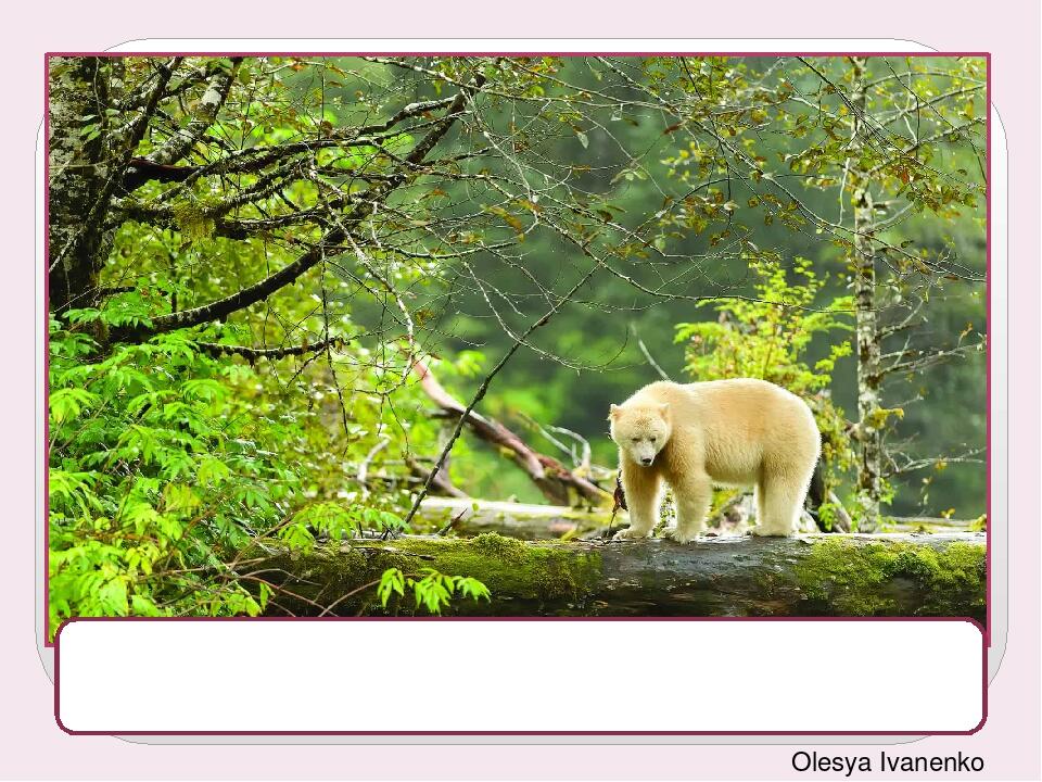 A white bear wanders through the woods. It is a spirit bear. Spirit bears live only in mossy green forests. Olesya Ivanenko