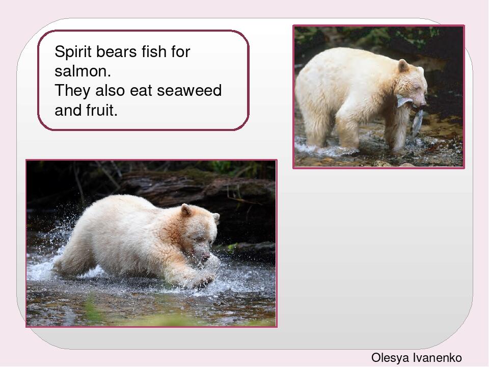 Spirit bears fish for salmon. They also eat seaweed and fruit.     Olesya Ivanenko