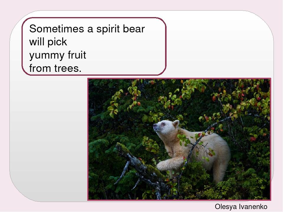 Sometimes a spirit bear will pick yummy fruit from trees. Olesya Ivanenko