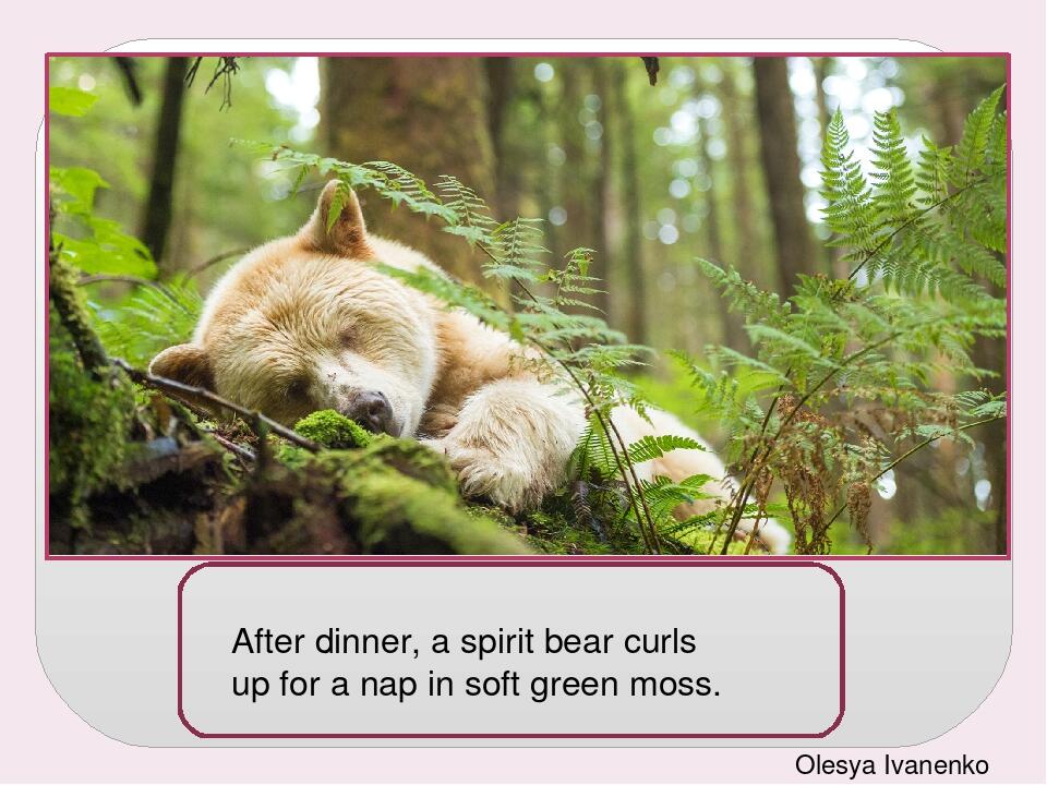 After dinner, a spirit bear curls up for a nap in soft green moss. Olesya Ivanenko