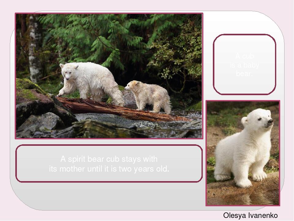 A spirit bear cub stays with its mother until it is two years old. Olesya Ivanenko A cub is a baby bear.