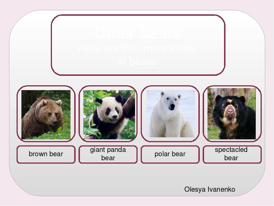 Olesya Ivanenko Other Bears Here are four more kinds of bears. brown bear giant panda bear polar bear spectacled bear