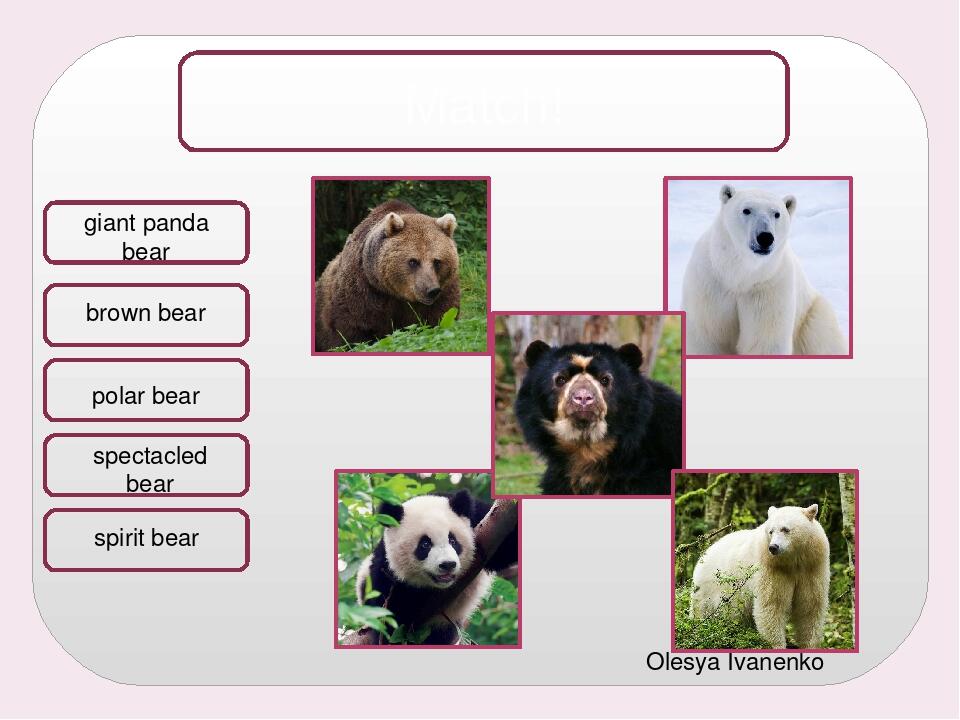 Olesya Ivanenko brown bear giant panda bear polar bear spectacled bear Match! spirit bear