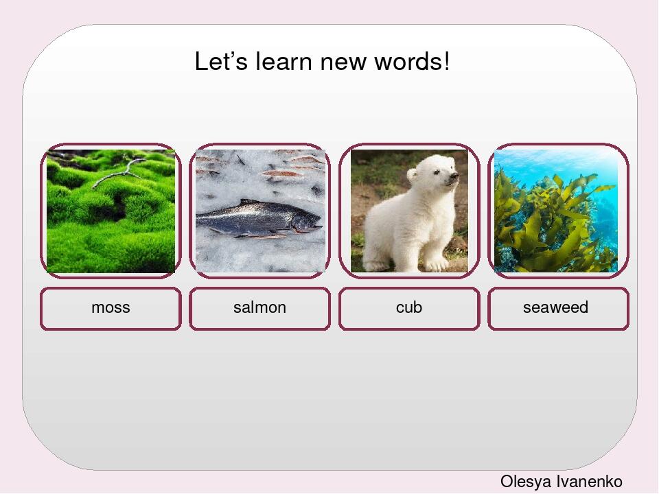 Let’s learn new words! moss salmon cub seaweed Olesya Ivanenko