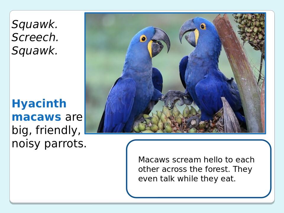 Squawk. Screech. Squawk. Hyacinth macaws are big, friendly, noisy parrots. Macaws scream hello to each other across the forest. They even talk whil...