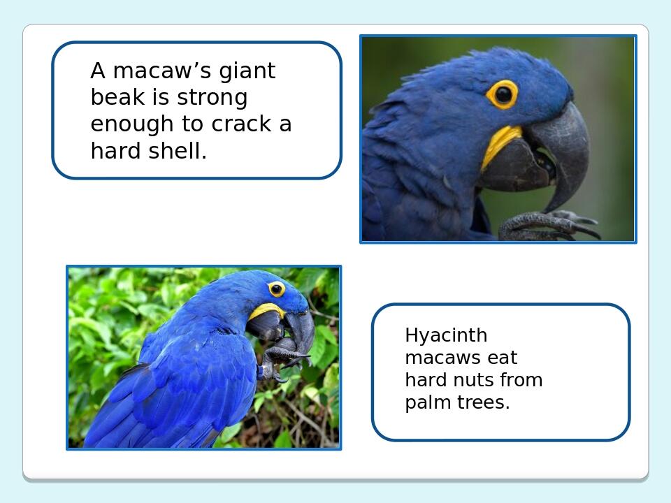 A macaw’s giant beak is strong enough to crack a hard shell.     Hyacinth macaws eat hard nuts from palm trees.