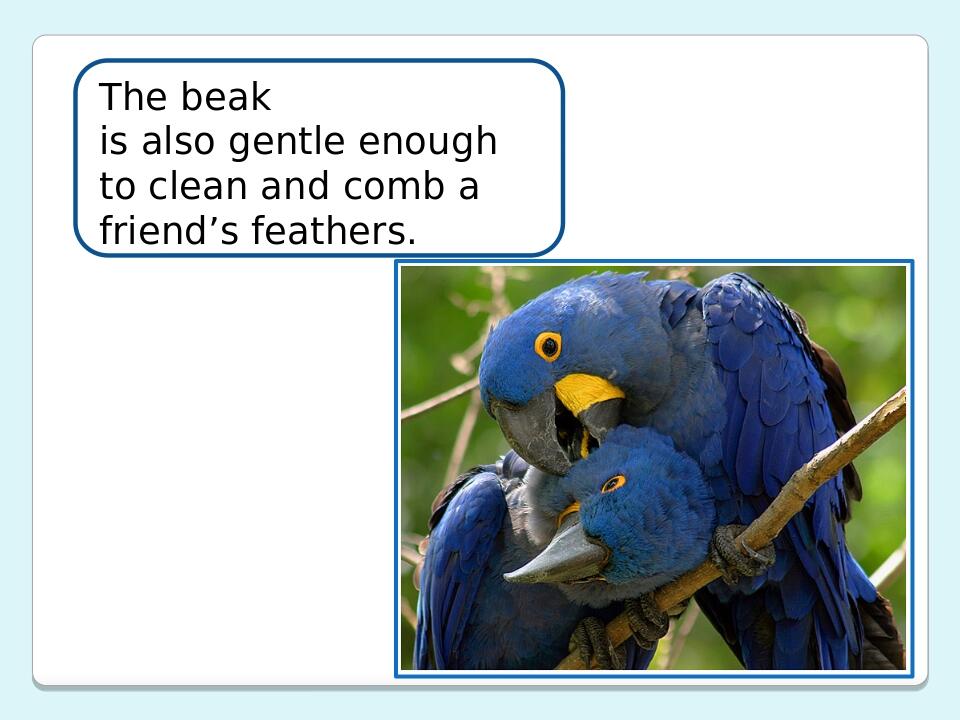 The beak is also gentle enough to clean and comb a friend’s feathers.