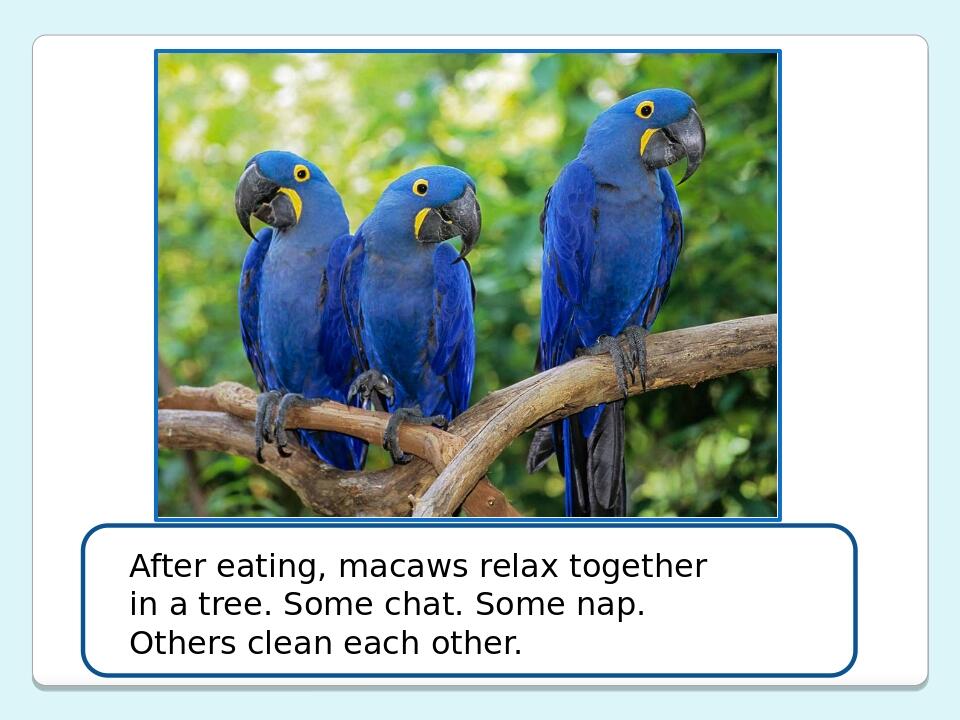 After eating, macaws relax together in a tree. Some chat. Some nap. Others clean each other.