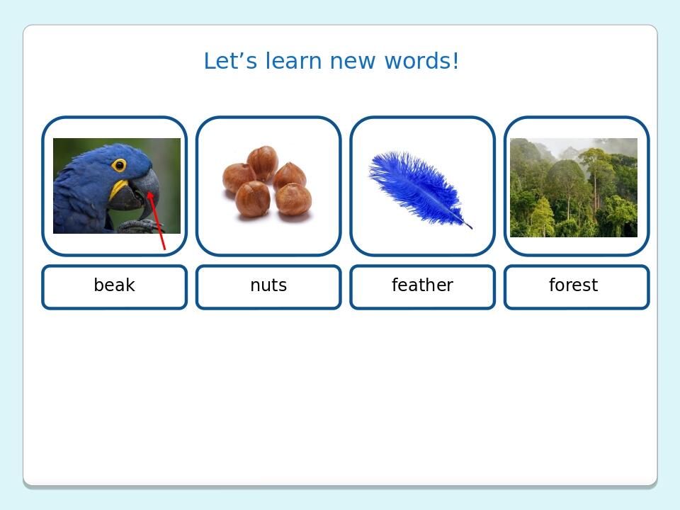 Let’s learn new words! beak nuts feather forest