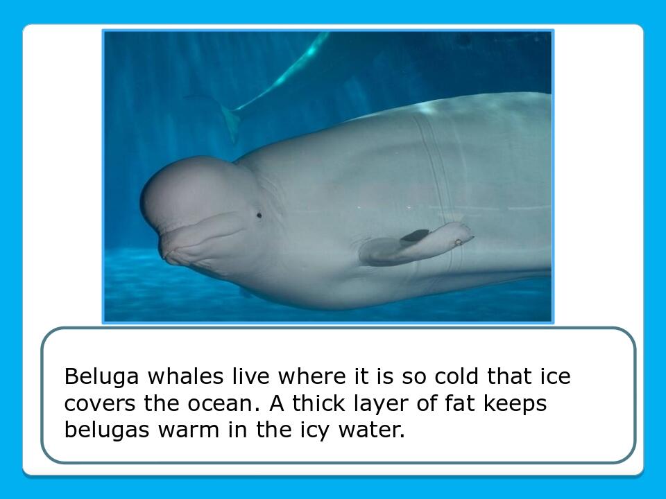 Beluga whales live where it is so cold that ice covers the ocean. A thick layer of fat keeps belugas warm in the icy water.