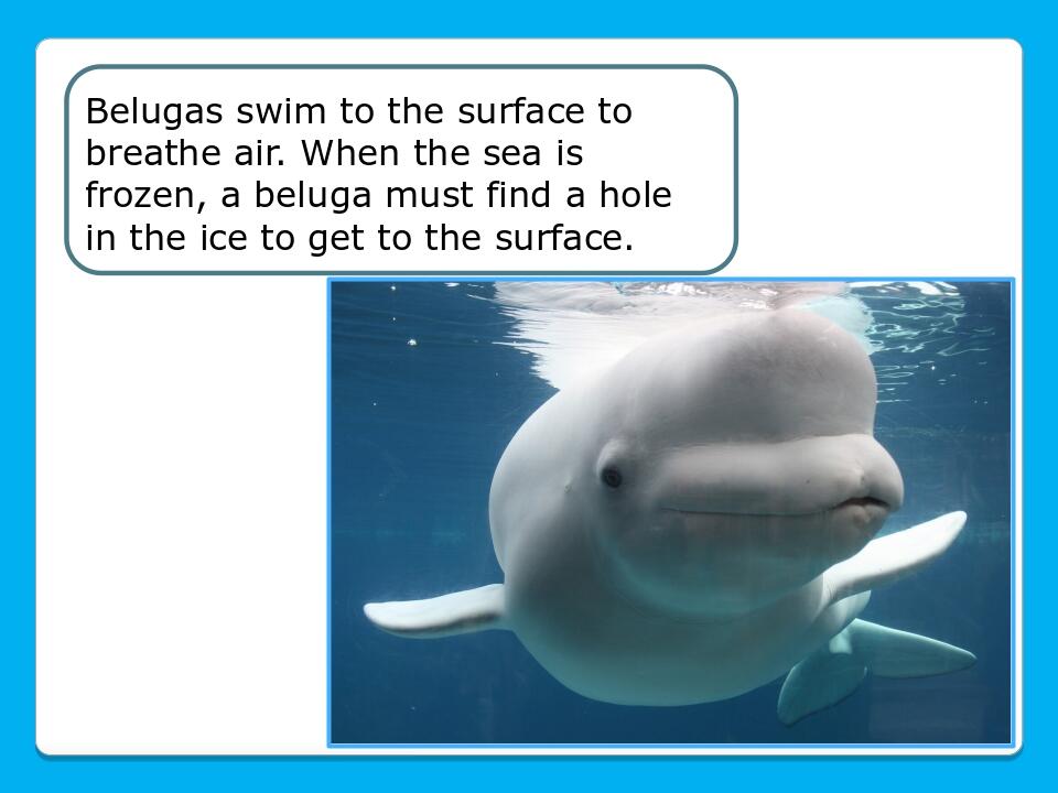 Belugas swim to the surface to breathe air. When the sea is frozen, a beluga must find a hole in the ice to get to the surface.    
