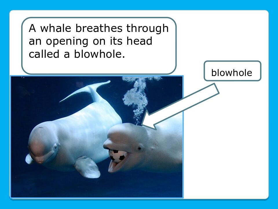 A whale breathes through an opening on its head called a blowhole. blowhole