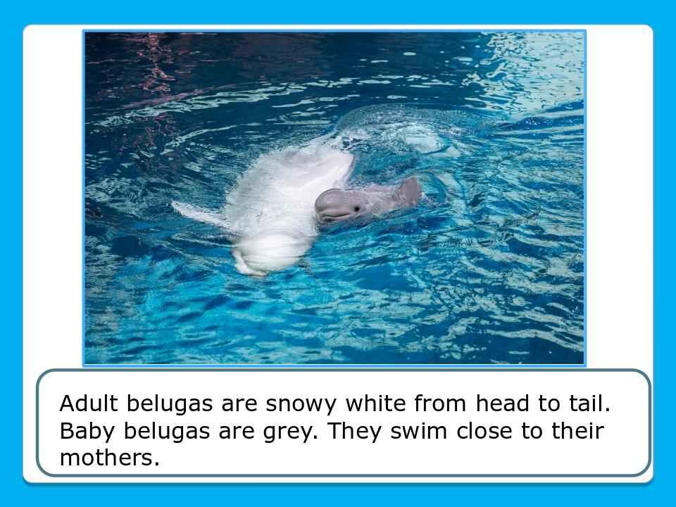 Adult belugas are snowy white from head to tail. Baby belugas are grey. They swim close to their mothers.