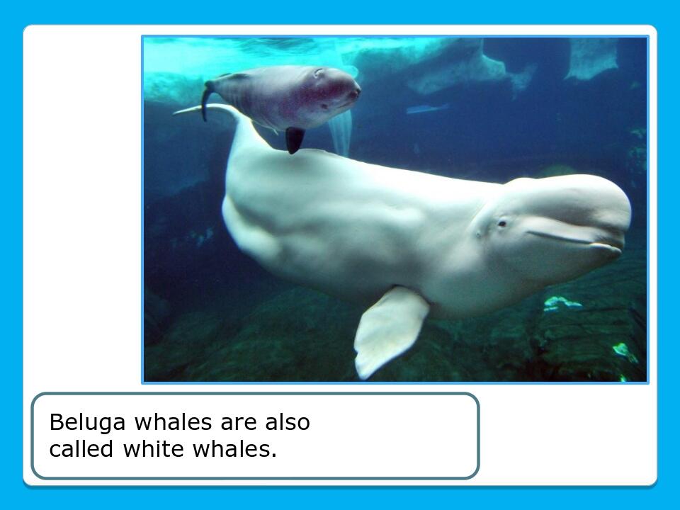 Beluga whales are also called white whales.