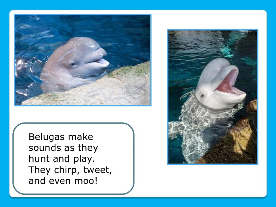 Belugas make sounds as they hunt and play. They chirp, tweet, and even moo!