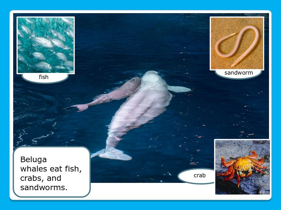 sandworm fish crab Beluga whales eat fish, crabs, and sandworms.