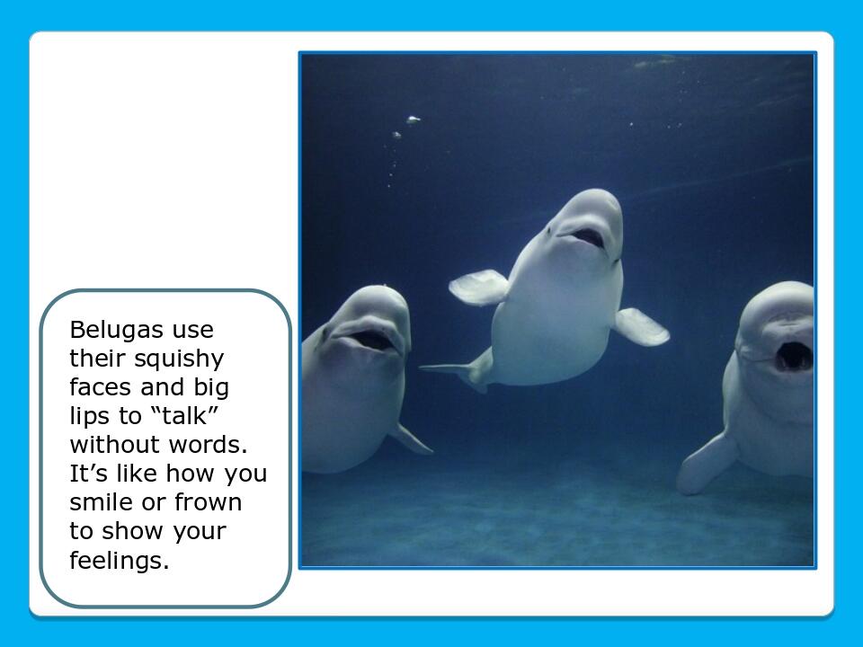Belugas use their squishy faces and big lips to “talk” without words. It’s like how you smile or frown to show your feelings.