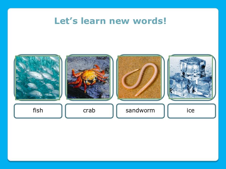 Let’s learn new words! fish crab sandworm ice