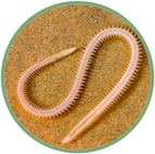 020109kl-29e0-143x142.png