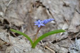 Проліска дволиста (Scilla bifolia L.) - Флора та фауна - Фотоальбоми -  Національний природний парк Нижньосульський