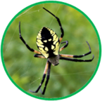 020109w8-22b0-145x144.png