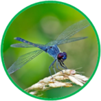 020109w9-b1d2-147x147.png