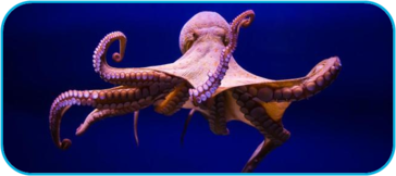 020109z8-0b88-364x162.png