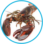 02010a0e-d509-145x146.png