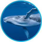 02010a0f-0123-141x142.png