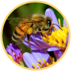 02010a4h-61ed-141x140.png