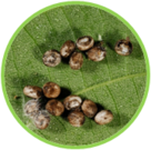 02010a69-c3df-136x135.png