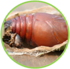 02010a6b-3b3d-139x137.png