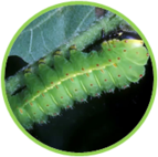 02010a6c-6466-143x142.png