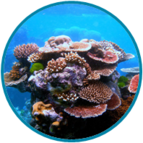 02010a9p-d8cf-143x143.png