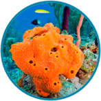 02010a9s-d862-147x146.png