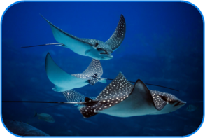 02010byk-1857-293x197.png