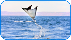 02010bzv-798d-251x143.png