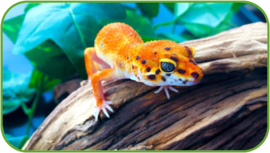02010c0a-ef26-270x153.png