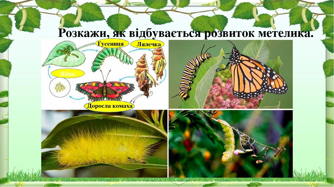 Рождение Бабочки Фото
