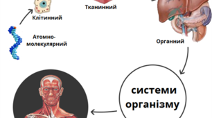 Біологія. Урок. "Організм людини як біологічна система."