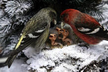 02010d5o-ffdf-218x145.jpg
