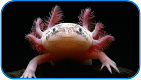 02010dis-dc05-279x160.png