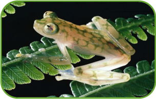 02010dix-1868-305x194.png