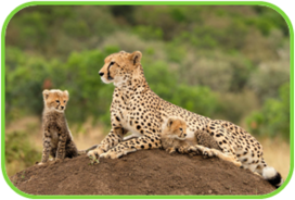 02010f79-b3ba-272x184.png