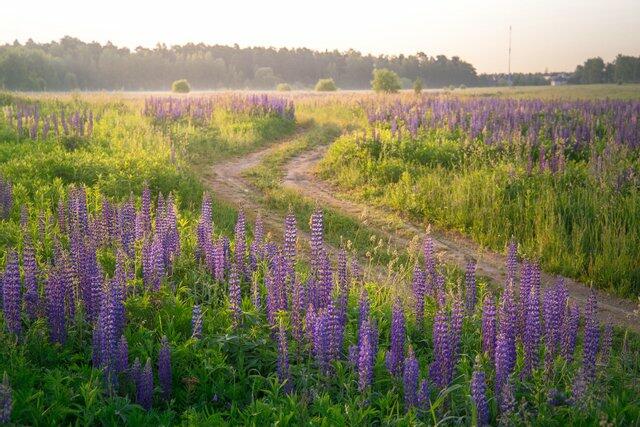 9 червня 2021 – яке сьогодні свято: традиції, заборони і прикмети - фото 462727
