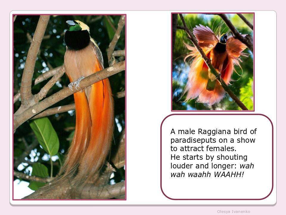 Olesya Ivanenko A male Raggiana bird of paradiseputs on a show to attract females. He starts by shouting louder and longer: wah wah waahh WAAHH!