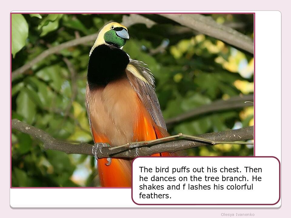 Olesya Ivanenko The bird puffs out his chest. Then he dances on the tree branch. He shakes and f lashes his colorful feathers.