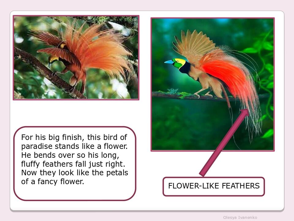 Olesya Ivanenko For his big finish, this bird of paradise stands like a flower. He bends over so his long, fluffy feathers fall just right. Now the...