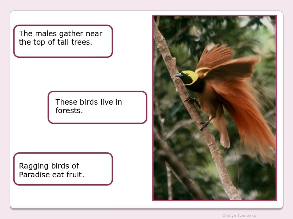 Olesya Ivanenko The males gather near the top of tall trees. These birds live in forests. Ragging birds of Paradise eat fruit.