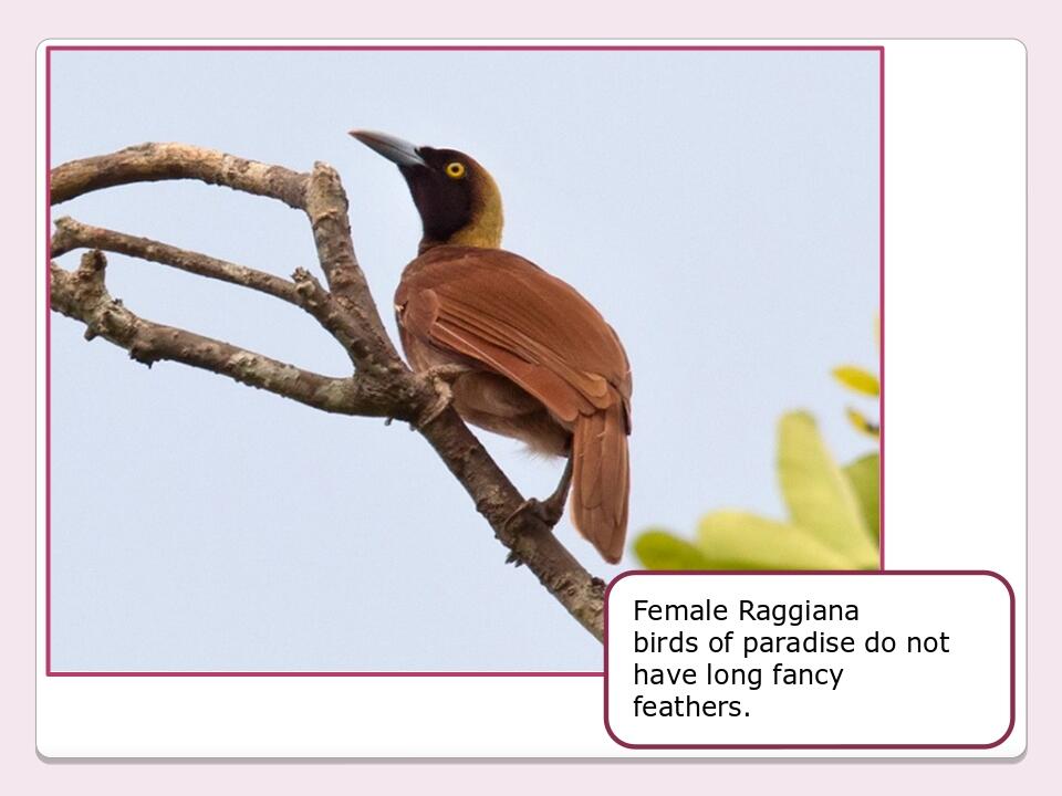 Olesya Ivanenko Female Raggiana birds of paradise do not have long fancy feathers.